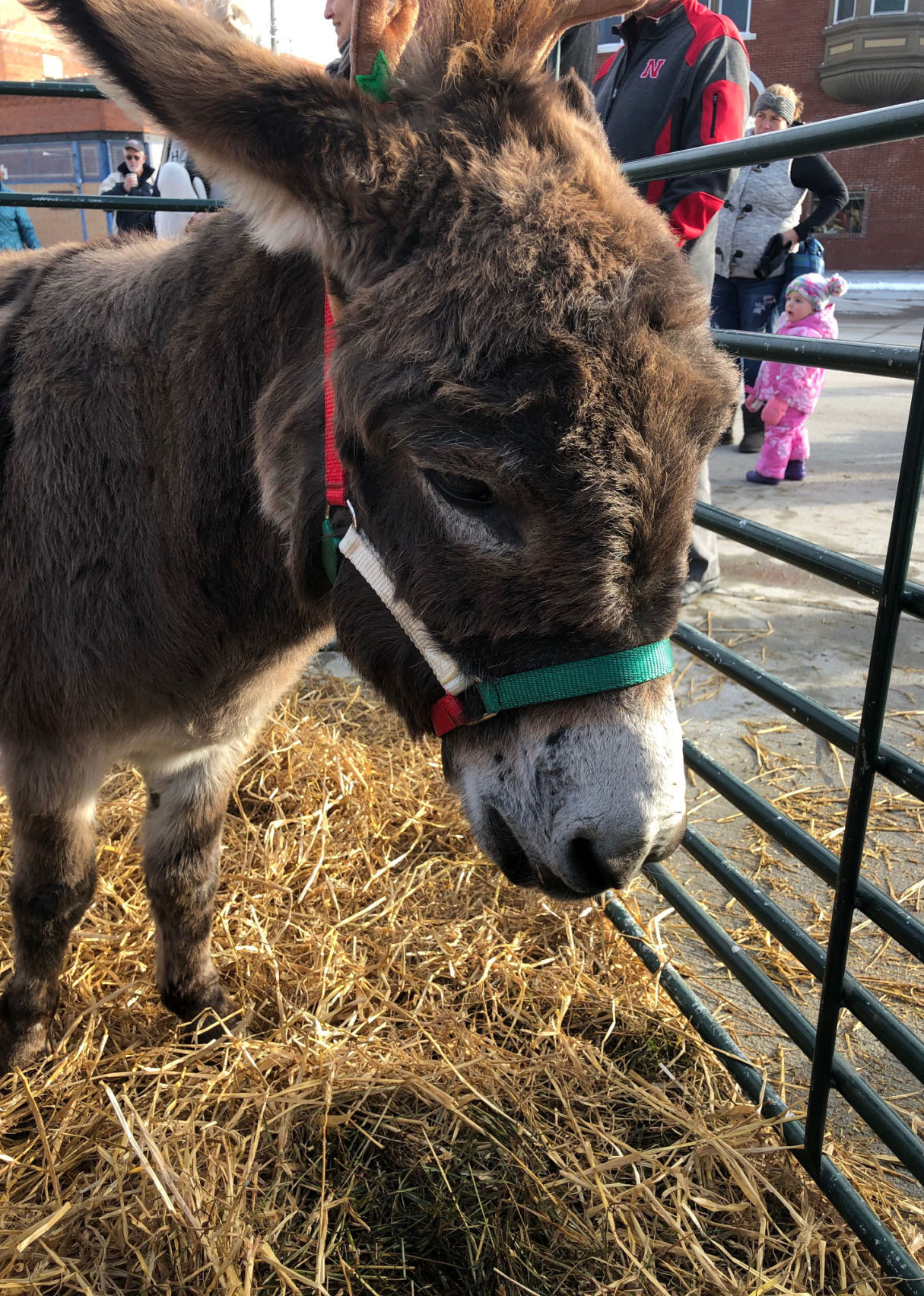 donkey.jpg